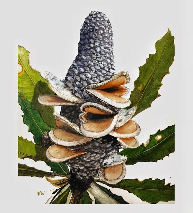 Banksia pod watercolour on hotpress paper for purchase