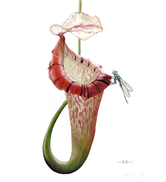 Pitcher Plant with Dragonfly
