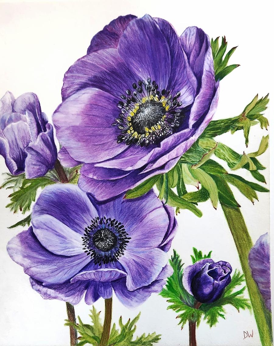 Colored pencil painting of purple  Anemones